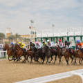 Qatar Equestrian Community